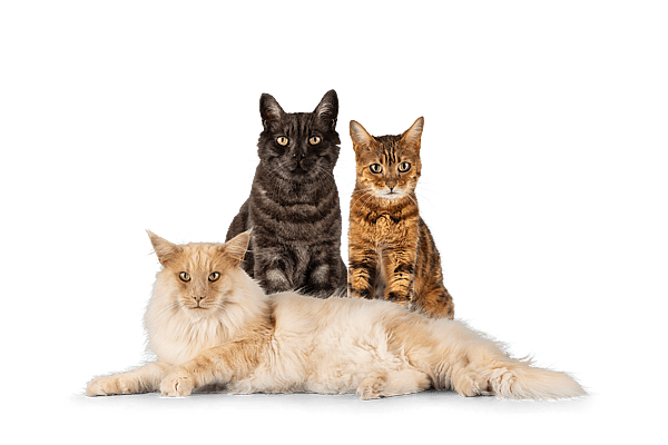 Een groep katten die bij elkaar zitten.