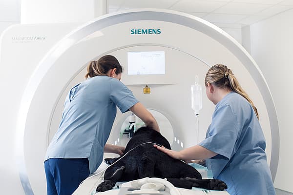 Een groep mensen in scrubs die aan een hond werken.