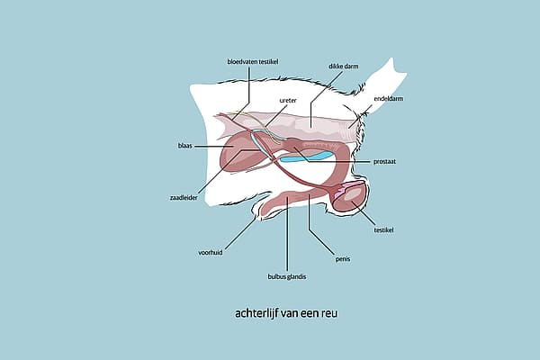 Een diagram van de inwendige organen van een persoon.