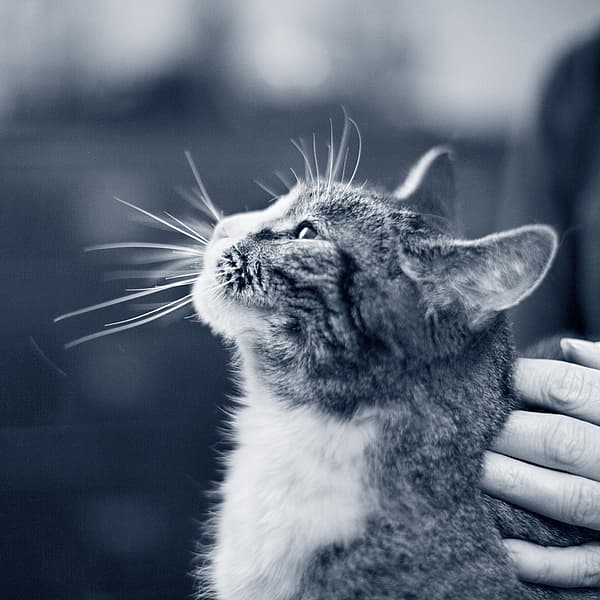 Een kat die naar de hemel kijkt.