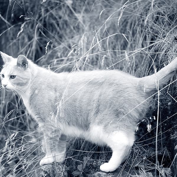 Een kat die zich op een rots bevindt.