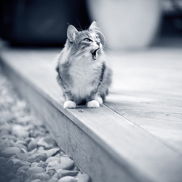 Een kat zittend op een houten oppervlak.