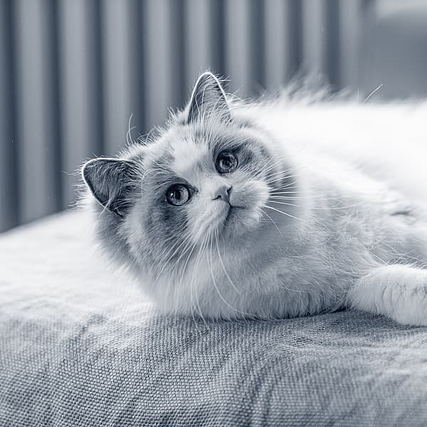 Een kat liggend op een bed.