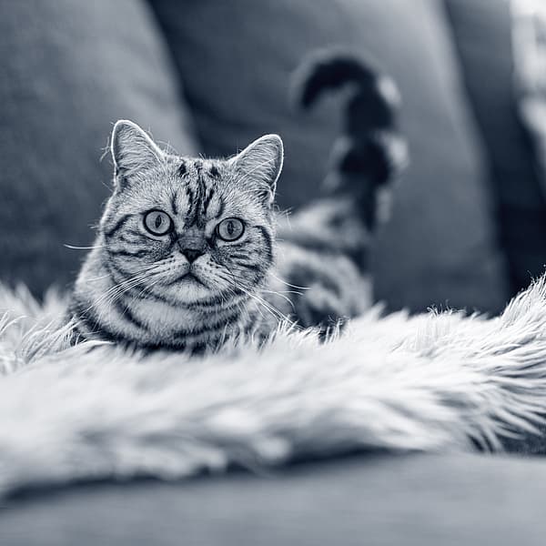 Een kat liggend op een bontdeken.