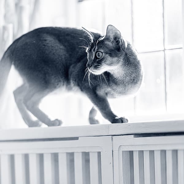 Een kat die zich op een plank bevindt.