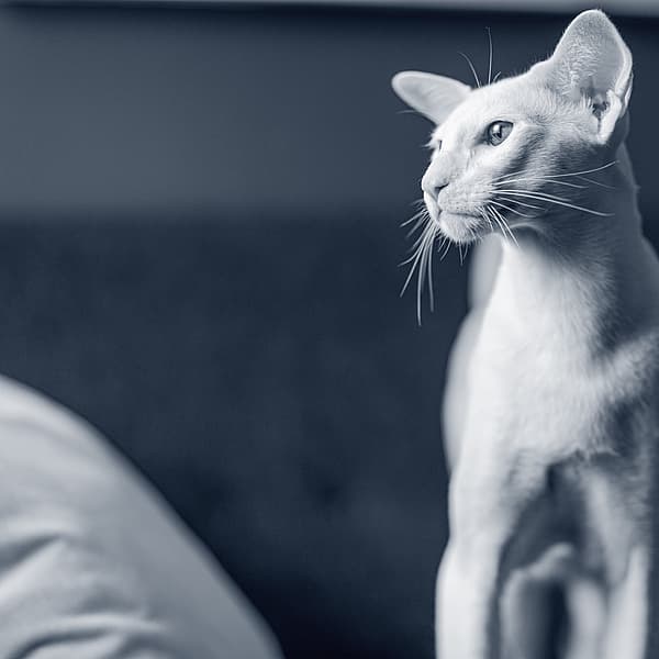 Een kat die zich op een bed bevindt.