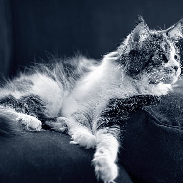 Een kat liggend op een bank.