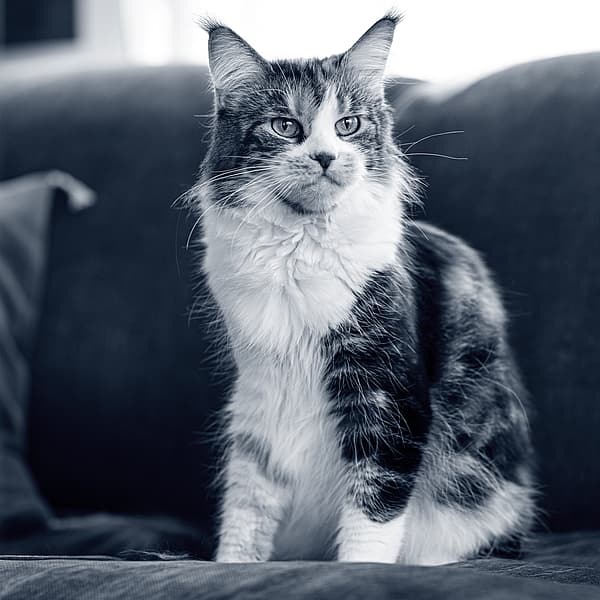 Een kat zittend op een bank.