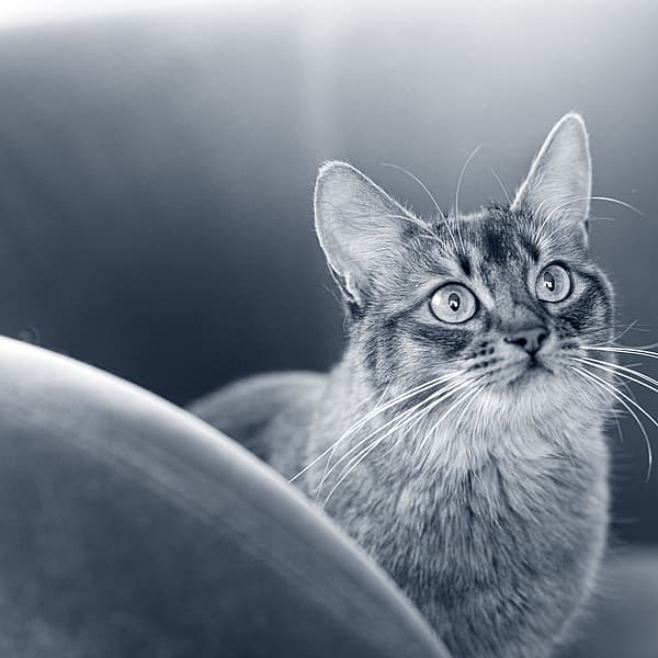 Een kat die omhoog naar de camera kijkt.