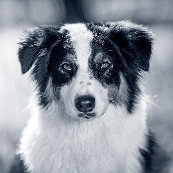 Een zwart-witte hond.