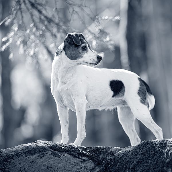 Een hond die zich op een rots bevindt.