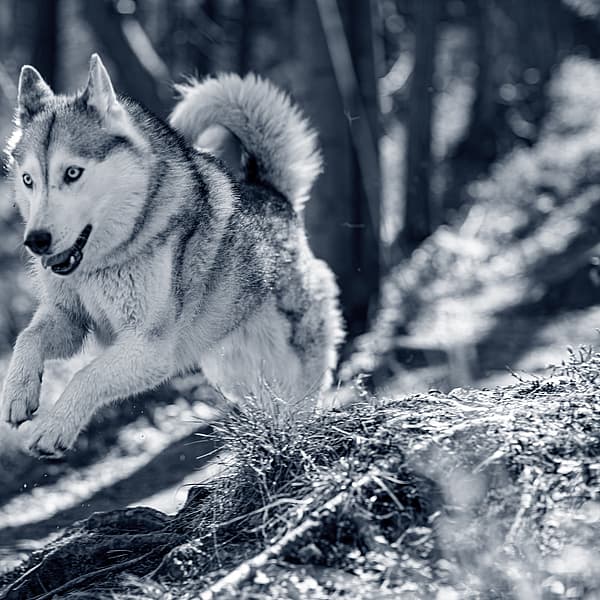 Een hond die in het bos rent.