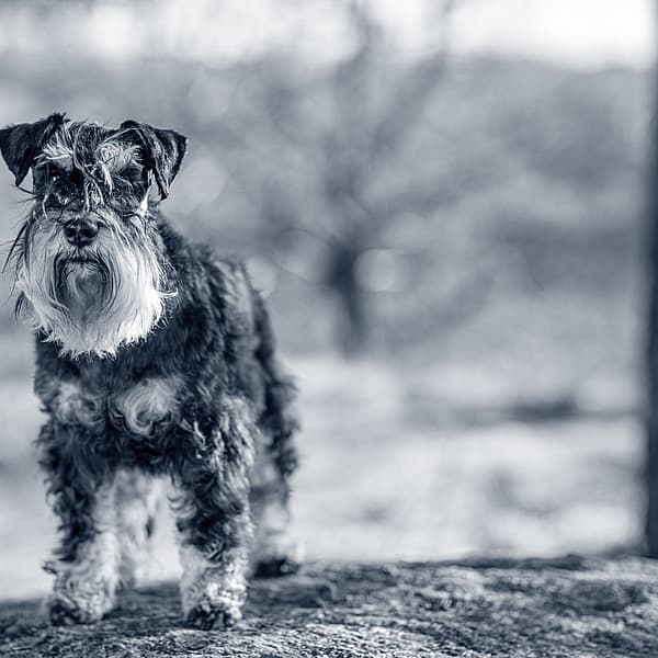Een hond die zich op een rots bevindt.