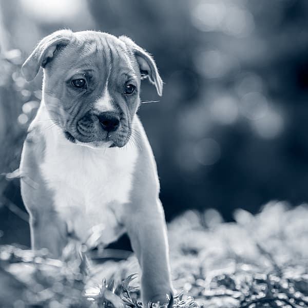 Een hond die zich in het gras bevindt.