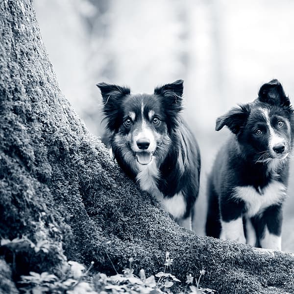 Twee honden die zich naast een boom bevinden.