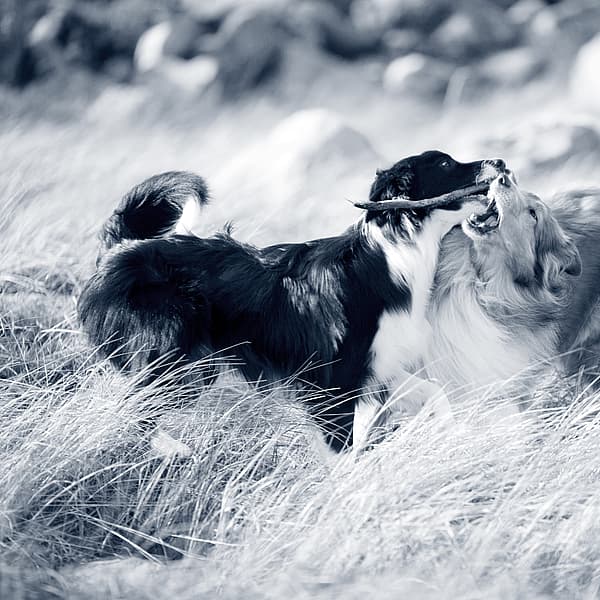 Twee honden die in het gras spelen.