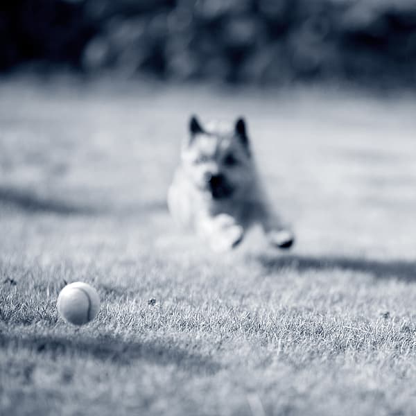 Een hond die in het gras rent.