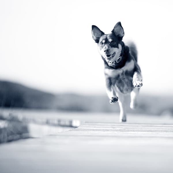 Een hond die op een dok loopt.