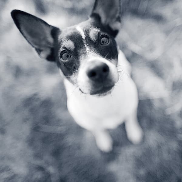 Een hond die omhoog naar de camera kijkt.
