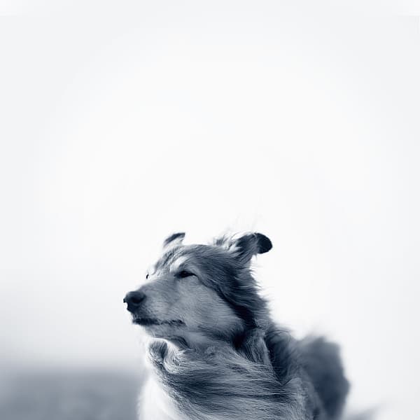 Een hond met zijn kop omhoog.