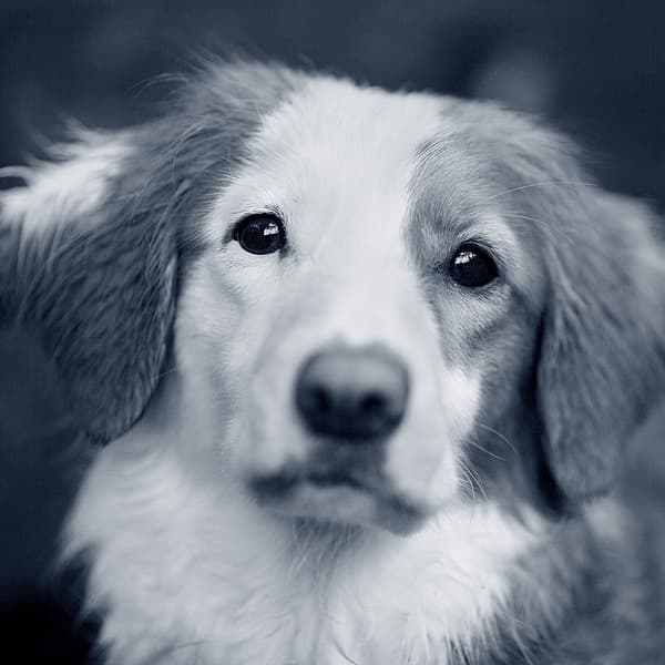 Een close-up van een hond.