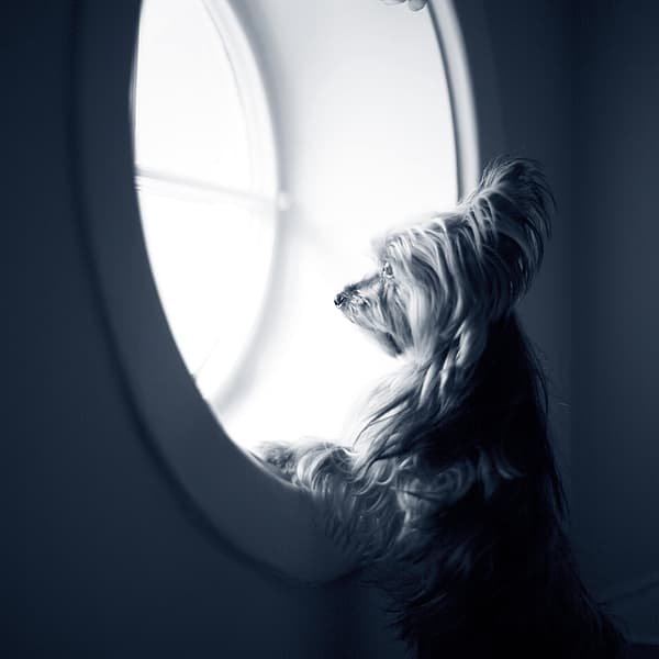 Een hond die uit een raam kijkt.