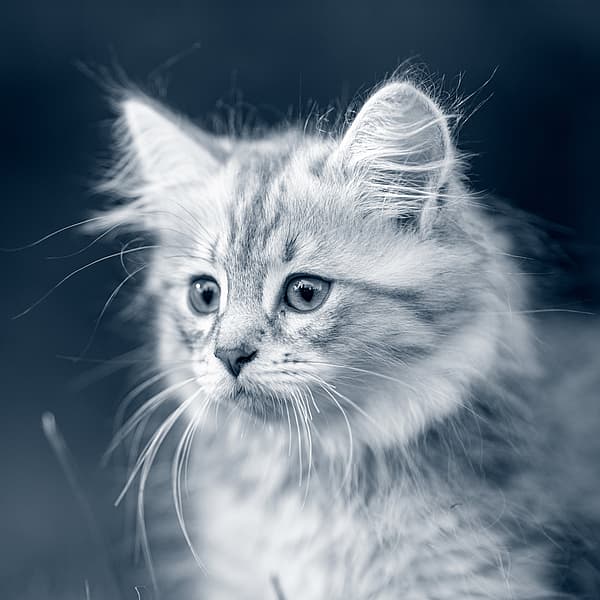 Een kat die de camera bekijkt.