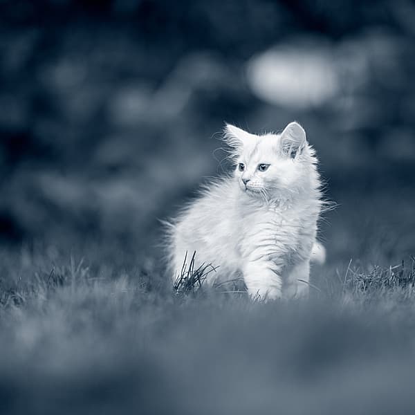 Een witte kat die in het gras loopt.