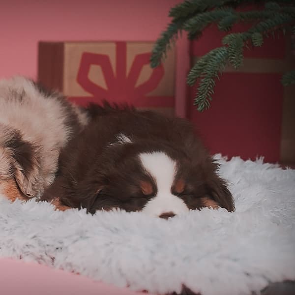 Twee honden die op een kleed liggen.