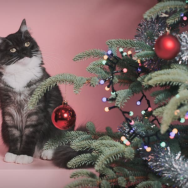 Een kat die naast een kerstboom zit.