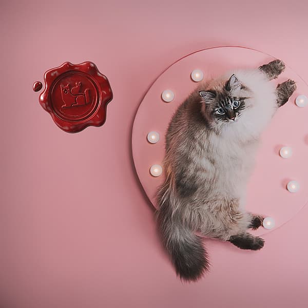 Een kat liggend op een roze plaat met lichten.