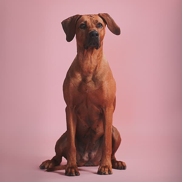 Een hond zittend op een roze achtergrond.
