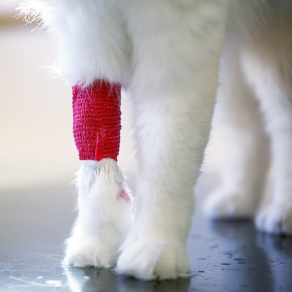 Een kat met een verband om zijn been.