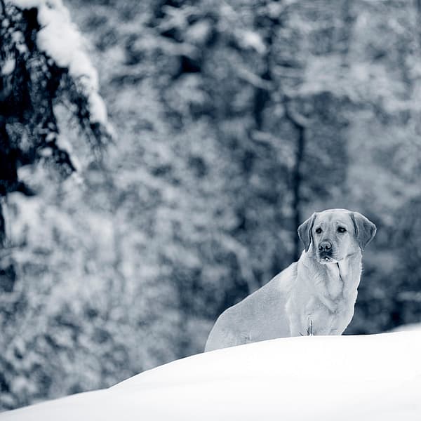 Een hond die zich in de sneeuw bevindt.