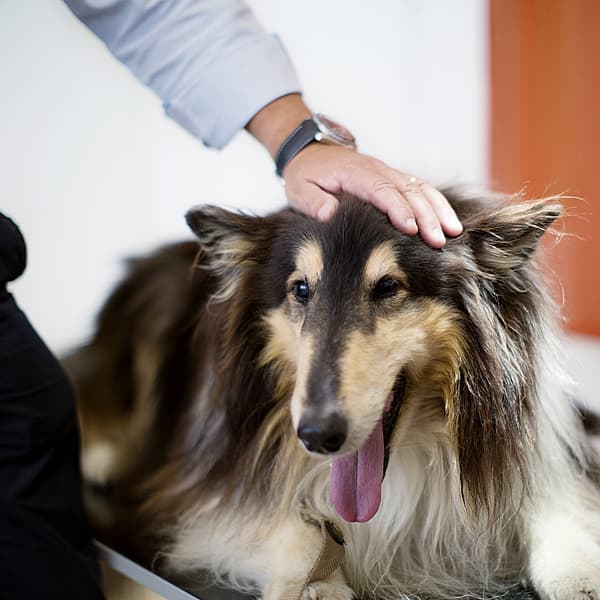 Een persoon die een hond aanraakt.