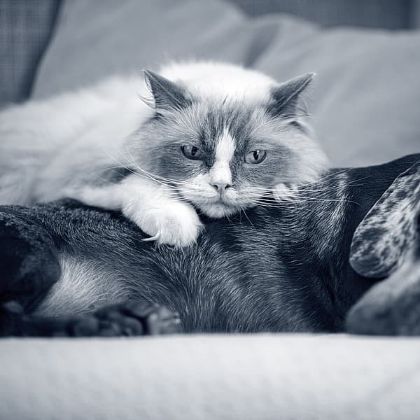 Een kat liggend op een hond.