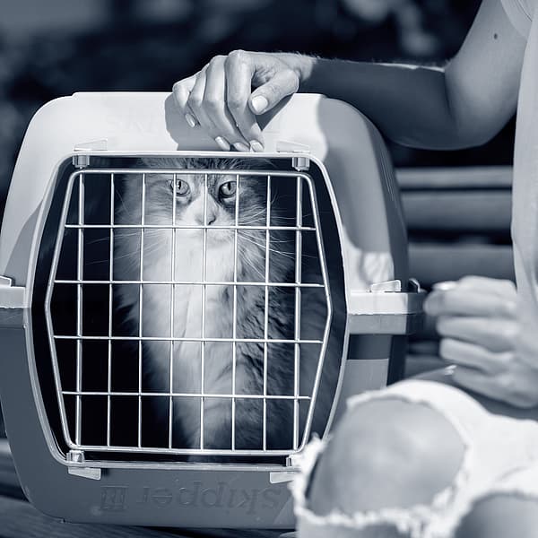 Een kat in een kooi.