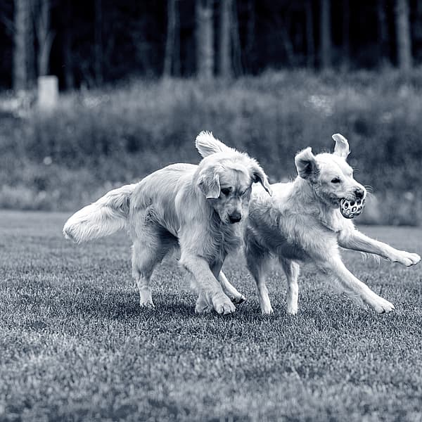 Twee honden die op gras lopen.