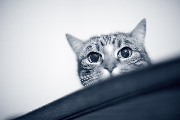Een kat die over een tafel kijkt.