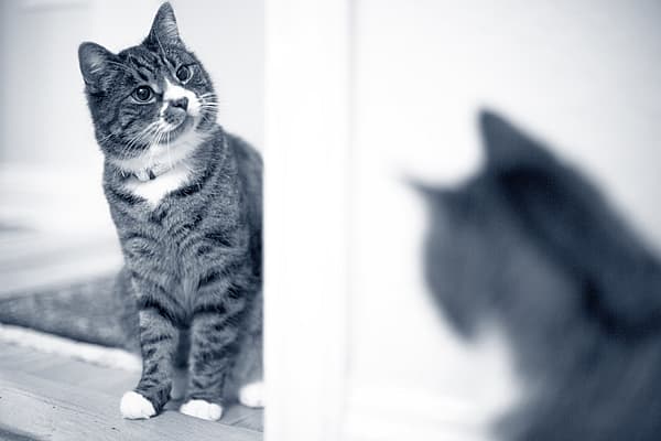 Een kat die de spiegel bekijkt.