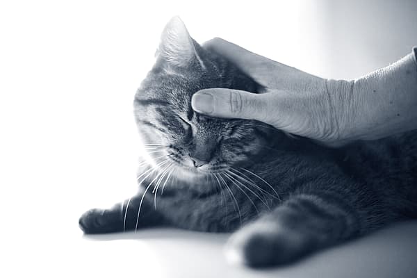 Een hand die een kat aanraakt.