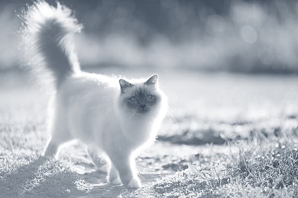 Een kat die op de grond loopt.