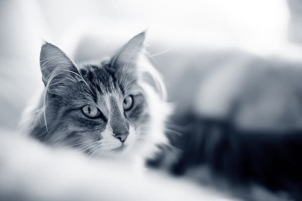 Een kat die de camera bekijkt.