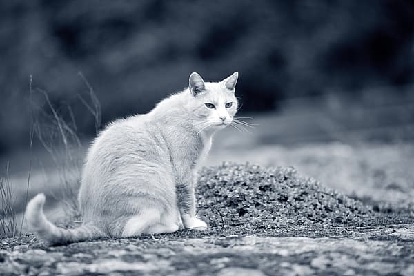 Een kat zittend op een rots.