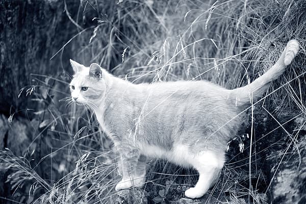 Een kat die zich op een rots bevindt.