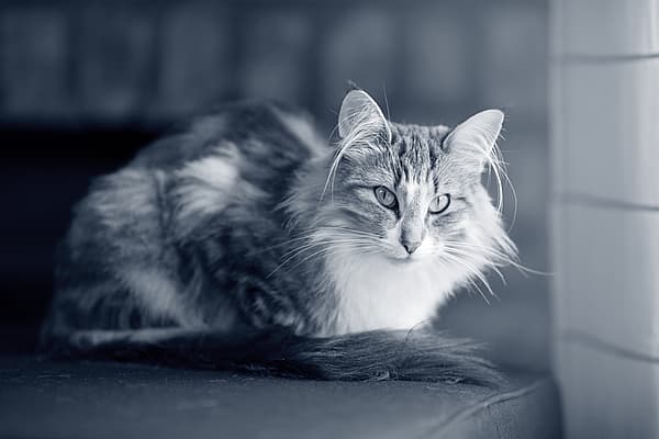 Een kat liggend op een bank.