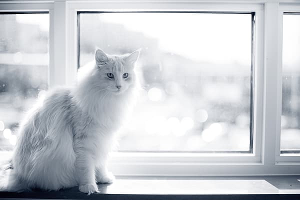 Een kat zittend op een vensterbank.