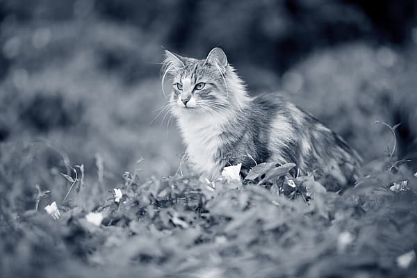 Een kat die in het gras zit.