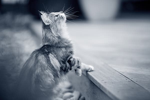 Een kat die zich op een richel bevindt en omhoog kijkt.