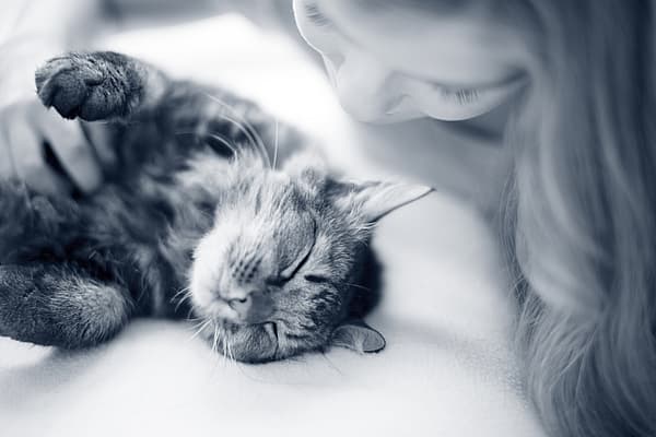 Een persoon die een kat aait.